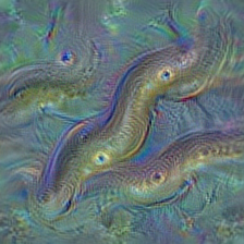 n02526121 eel